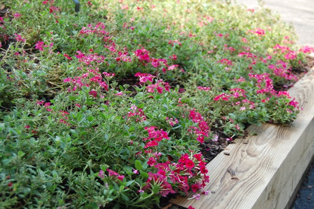 Picture of Verbena hybrid Tukana Raspberry