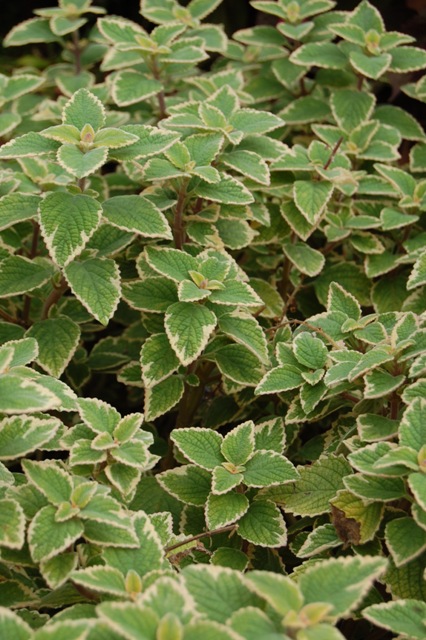 Picture of Plectranthus  'Blue Yonder' 'Blue Yonder'