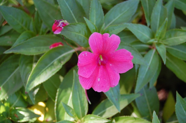 Picture of Impatiens walleriana 'Fanfare Bright Coral Trailing' Fanfare Bright Coral Trailing Impatiens