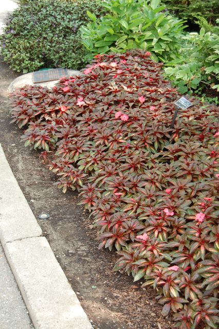 Picture of Impatiens hawkeri Celebration Light Coral Celebration Light Coral New Guinea Impatiens