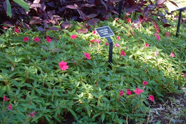 Picture of Impatiens walleriana 'Fanfare Bright Coral Trailing' Fanfare Bright Coral Trailing Impatiens