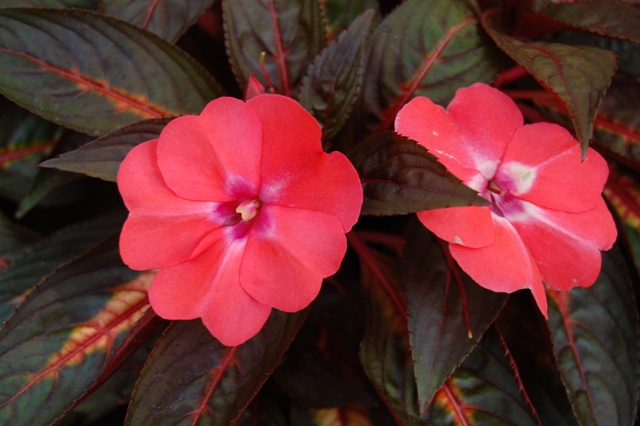 Picture of Impatiens hawkeri Celebration Light Coral Celebration Light Coral New Guinea Impatiens