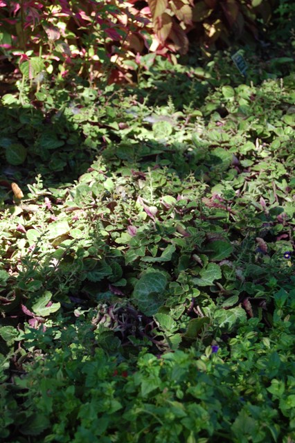 Picture of Plectranthus orentendahlii 'Emerald Lace' 'Emerald Lace'