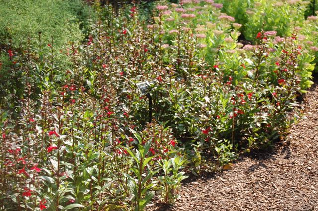 Picture of Lobelia speciosa Fan 'Scarlet' Fan 'Scarlet'