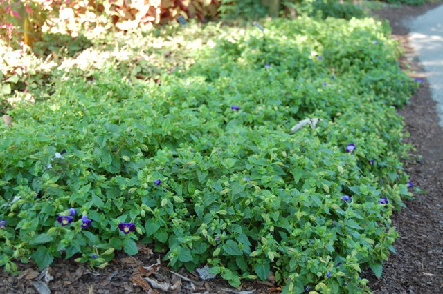 Picture of Cleome hassleriana Spirit Appleblossom Spirit Appleblossom