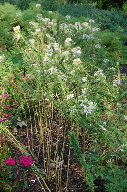 Picture of Cleome hassleriana Spirit Appleblossom Spirit Appleblossom