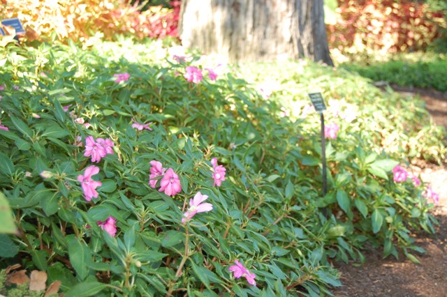 Picture of Dianthus  'Pizzazz Pink' Pinks, Carnation