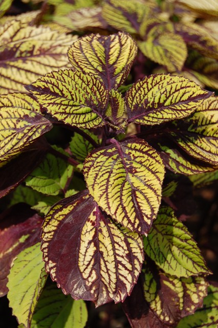 Picture of Solenostemon scutellarioides 'Fishnet Stockings' 'Fishnet Stockings'