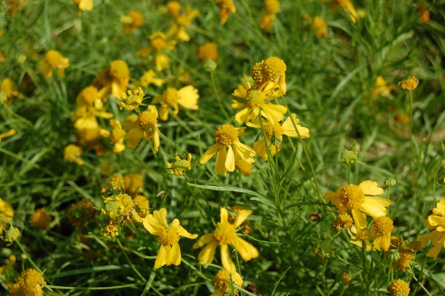 Picture of Helenium%20amarum%20'Dakota%20Gold'%20'Dakota%20Gold'