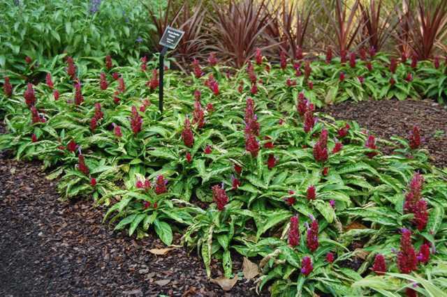 Picture of Porphyrocoma pholiana 'Maracas' Brazillian Fireworks 'Maracas' Brazillian Fireworks