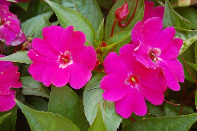 Picture of Impatiens hawkeri Clebration 'Sangria' New Guinea Clebration 'Sangria' New Guinea