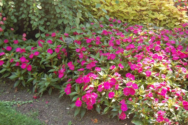 Picture of Impatiens hawkeri Clebration 'Sangria' New Guinea Clebration 'Sangria' New Guinea