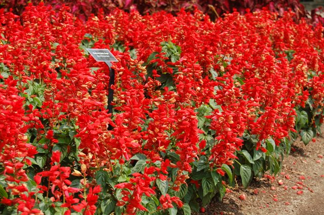 Picture of Salvia%20splendens%20'Red%20Hot%20Sally'%20Red%20Hot%20Sally%20Sage