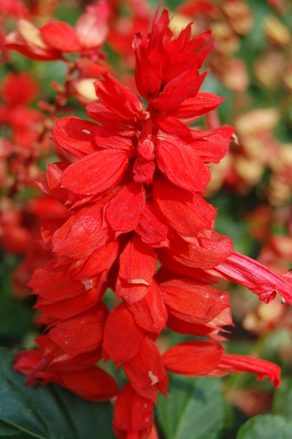 Picture of Salvia splendens 'Red Hot Sally' Red Hot Sally Sage