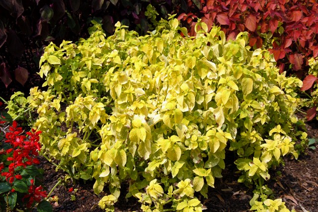 Picture of Solenostemon scutellarioides Wizard Golden Wizard 'Golden'