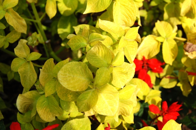 Picture of Solenostemon scutellarioides Wizard Golden Wizard 'Golden'