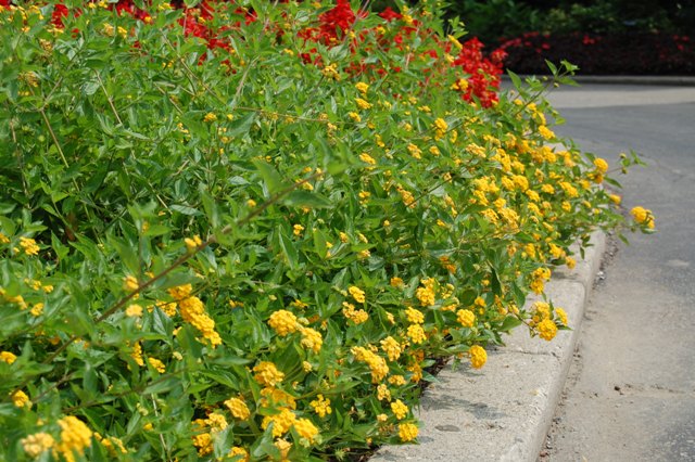 Picture of Lantana camara New Gold