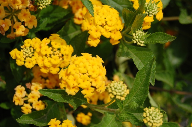 Picture of Lantana camara New Gold 