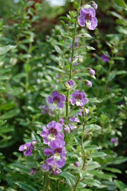 Picture of Angelonia angustifolia Angelface Blue