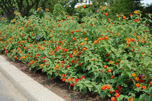 Picture of Lantana camara Luscious Citrus Blend Luscious Citrus Blend