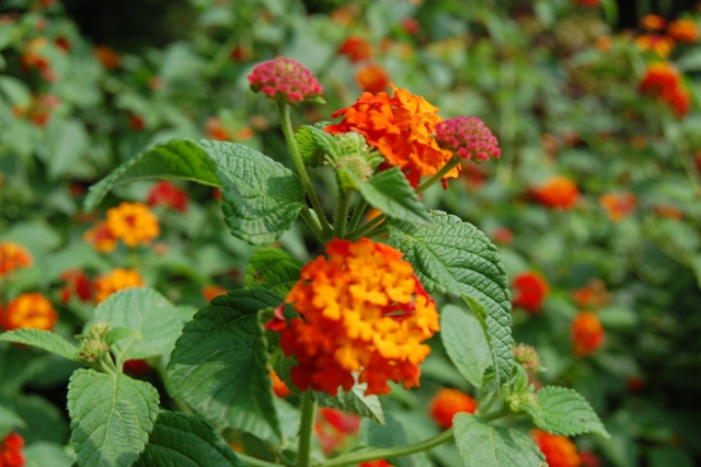 Picture of Lantana camara Luscious Citrus Blend Luscious Citrus Blend