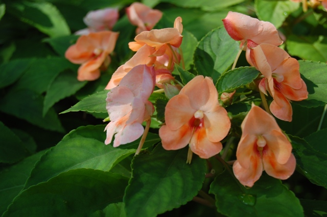 Picture of Impatiens%20hybrida%20'Fusion%20Radiance'%20Fusion%20Radiance%20Impatiens