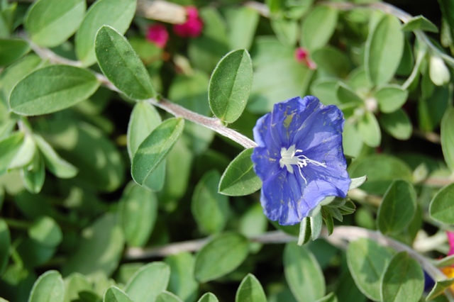 Picture of Evolvulus pilosus Blue Daze Blue Daze