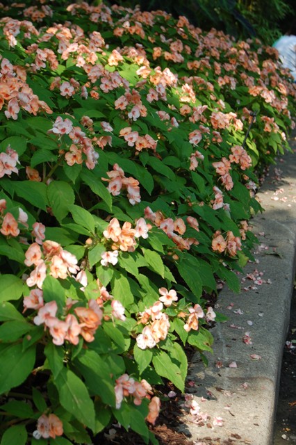 Picture of Impatiens hybrida 'Fusion Radiance' Fusion Radiance Impatiens