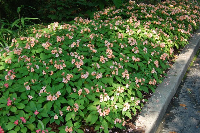 Picture of Impatiens hybrida 'Fusion Radiance' Fusion Radiance Impatiens