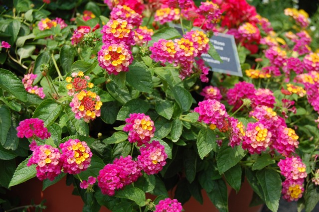 Picture of Lantana camara Landmark Rose Sunrise