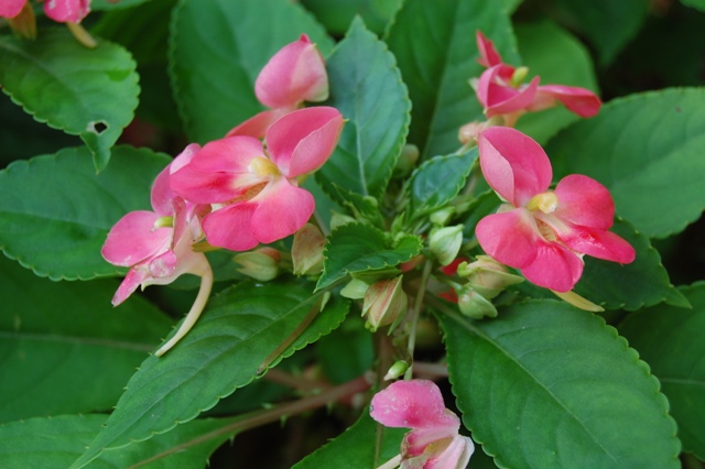 Picture of Impatiens hybrida 'Fusion Heat' Fusion Heat Impatiens