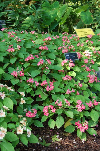 Picture of Impatiens hybrida 'Fusion Heat' Fusion Heat Impatiens