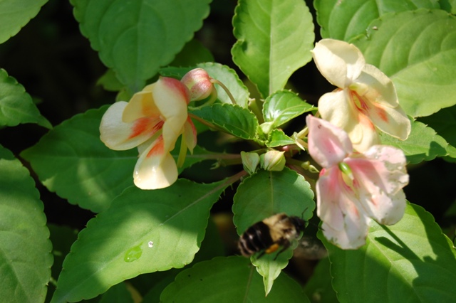 Picture of Impatiens hybrida 'Fusion Glow Improved' Fusion Glow Improved Impatiens