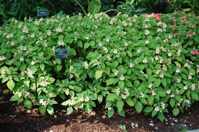 Picture of Impatiens hybrida 'Fusion Glow Improved' Fusion Glow Improved Impatiens