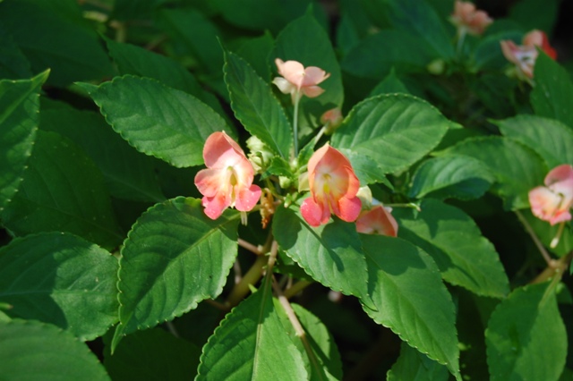 Picture of Impatiens hybrida 'Fusion Infrared' Fusion Infrared Impatiens