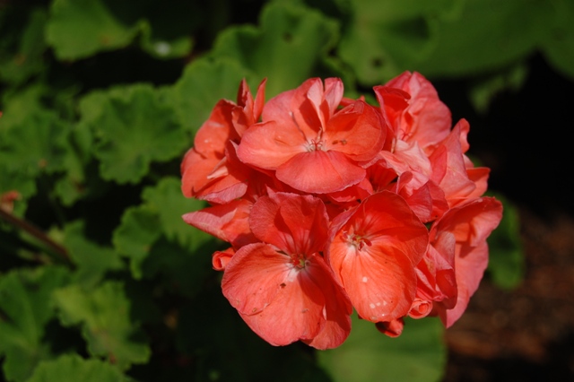 Picture of Pelargonium  Designer 'Salmon' Geranium