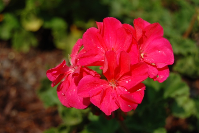 Picture of Pelargonium x hortorum Fantasia 'Flamingo Rose' Geranium Fantasia 'Flamingo Rose' Geranium