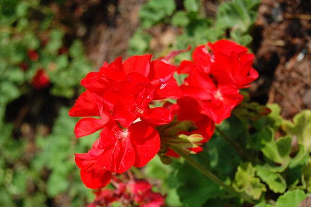 Picture of Pelargonium  Designer 'Bright Scarlet' Geranium