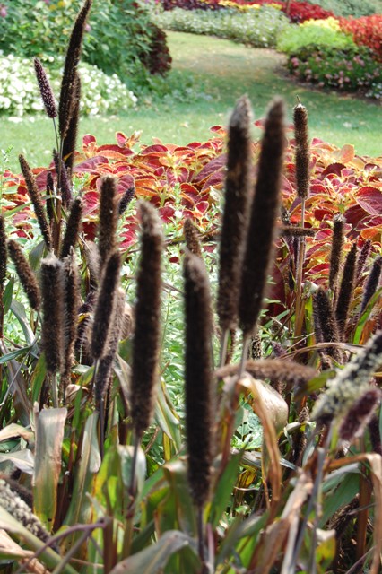 Picture of Pennisetum glacum 'Purple Majesty' 'Purple Majesty'