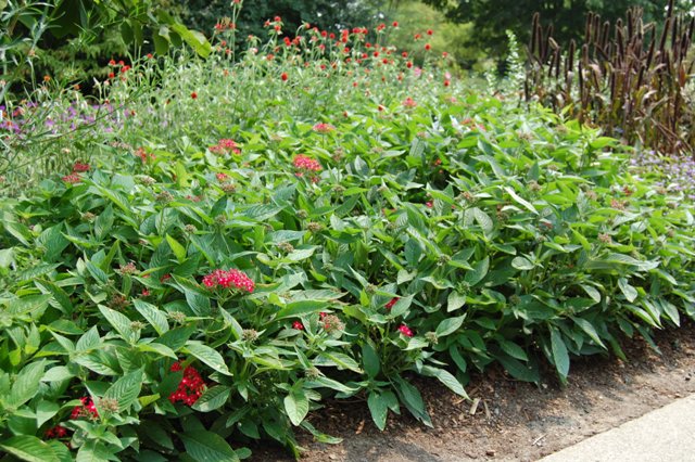 Picture of Pentas lanceolata Graffiti 'Bright Red' Graffiti 'Bright Red'