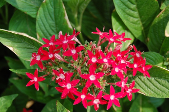 Picture of Pentas lanceolata Graffiti 'Bright Red' Graffiti 'Bright Red'