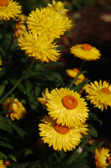 Picture of Bracteantha bracteatum Dreamtime Yellow Jumbo Strawflower Strawflower