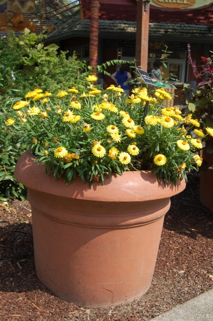 Picture of Bracteantha bracteatum Dreamtime Yellow Jumbo Strawflower Strawflower