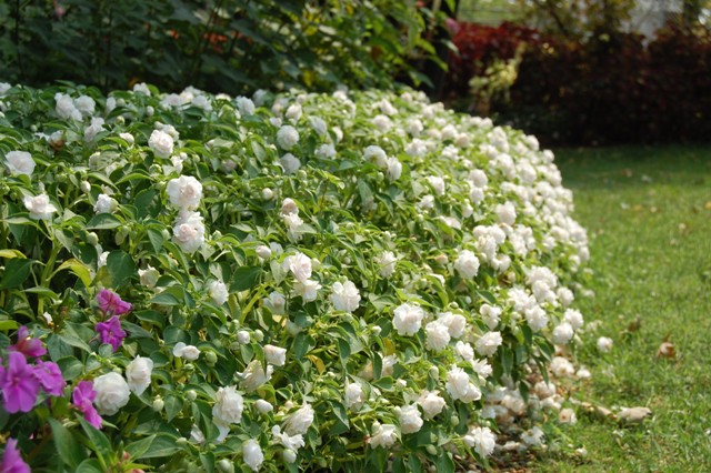 Picture of Impatiens walleriana Fiesta 'White' Fiesta 'White'