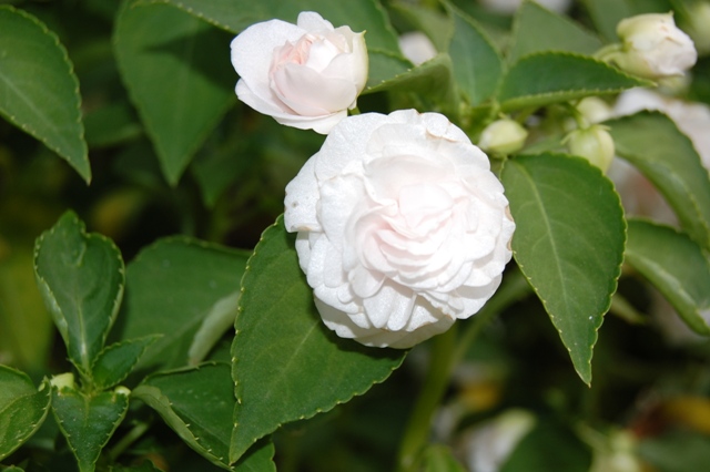 Picture of Impatiens walleriana Fiesta 'White' Fiesta 'White'