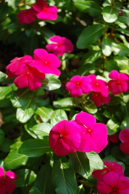 Picture of Catharanthus roseus 'Titan Burgundy' Titan Burgundy Vinca