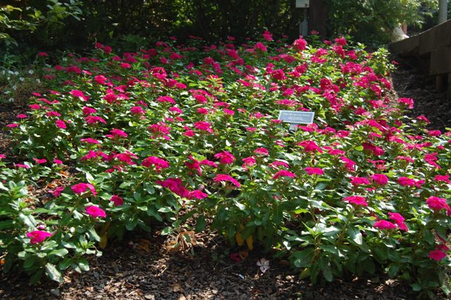 Picture of Catharanthus roseus 'Titan Burgundy' Titan Burgundy Vinca