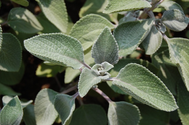 Picture of Plectranthus argentatus 'Silver Shield' Silver Shield