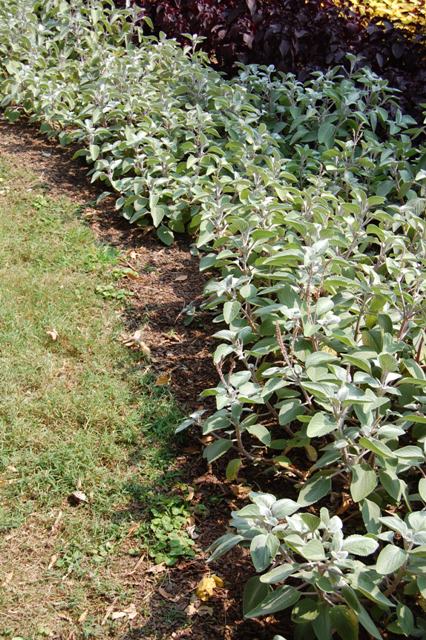 Picture of Plectranthus argentatus 'Silver Shield' Silver Shield