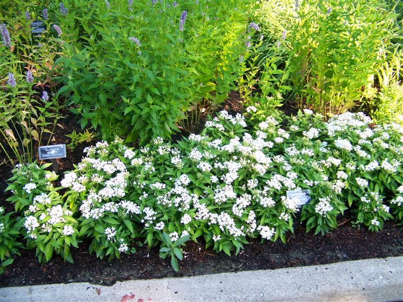 Detailed Pictures of Pentas New Look White in Trials